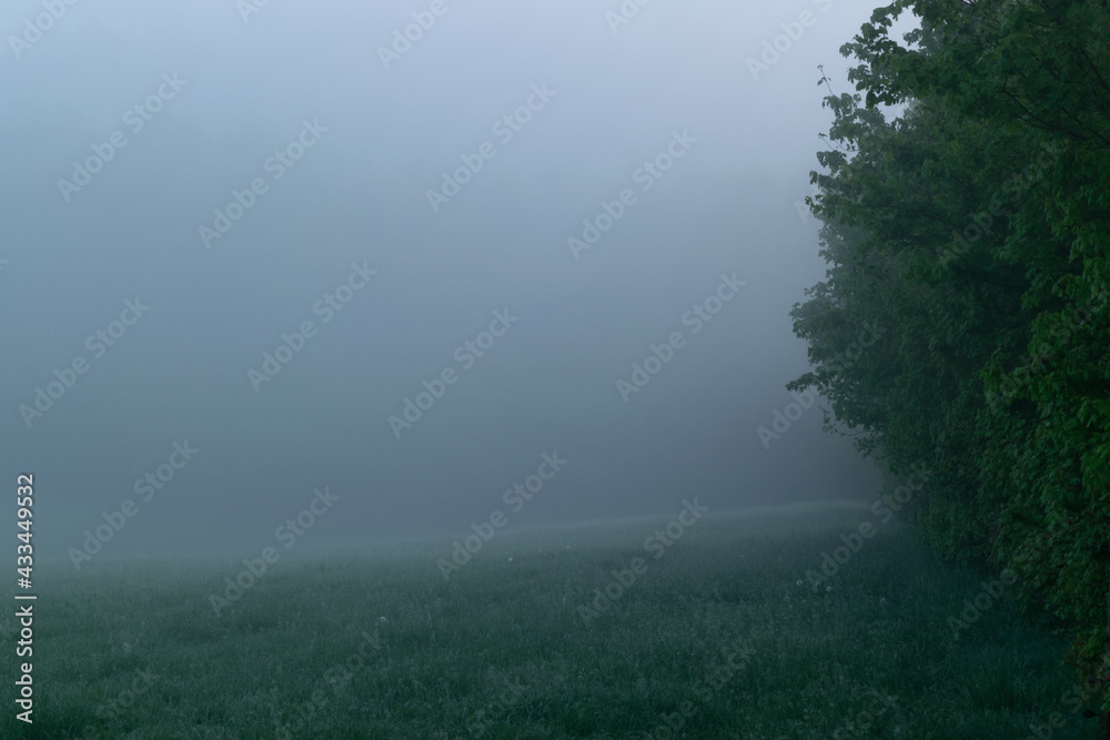 Foggy grass background image