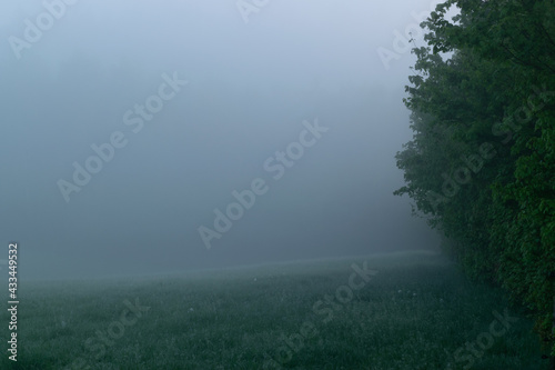 Foggy grass background image