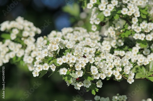 Hawthorn branch with flowers and leaves