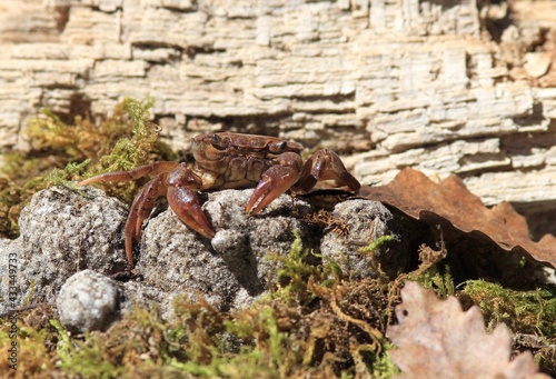 Freshwater crab Potamon ibericum close-up on a rock photo