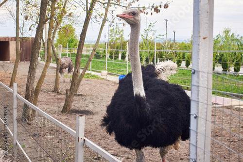 A large black and white ostrich walks around the enclosure. Ostrich breeding farm.