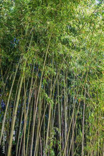 A small grove of bamboo trees, with its very high reeds that stretch towards the sky, covering the sun. Shade, coolness, relaxation, peace, silence, greenery, vegetation.