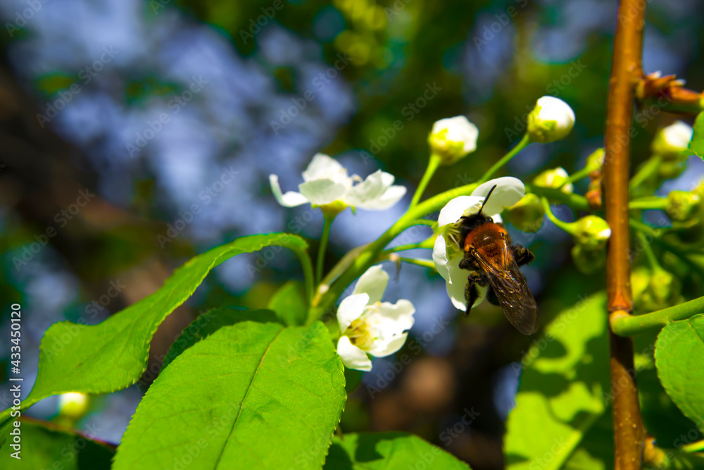 The bee collects nectar from the cherry blossoms close-up. The bee collects nectar from the cherry blossoms close-up.