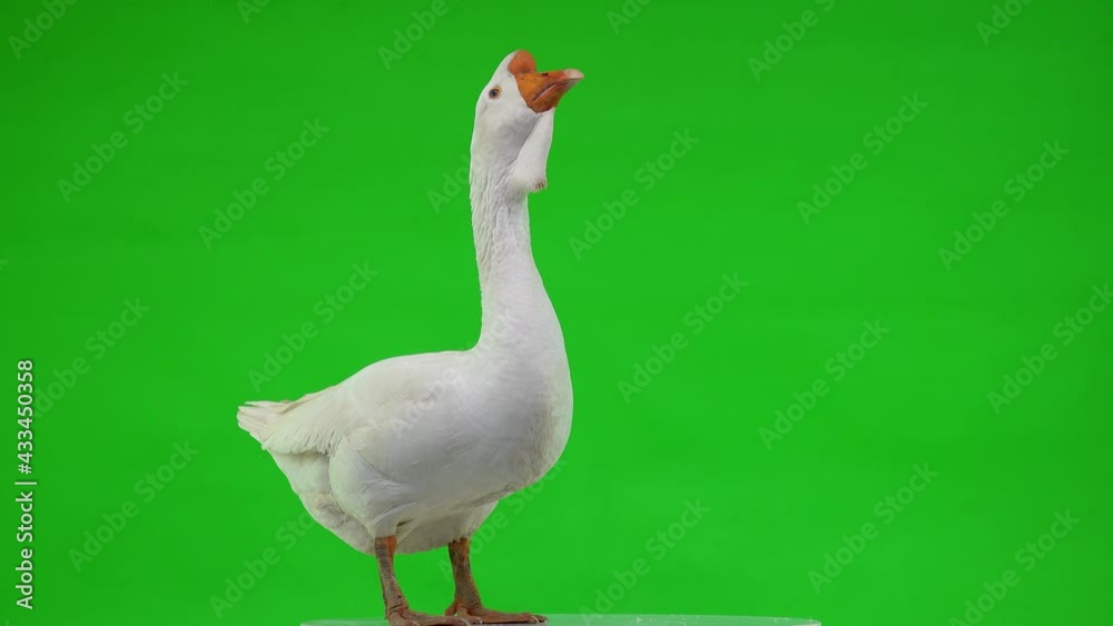 white kholmogory goose stands on a green screen and opens its beak, studio white kholmogory goose stands on a green screen and opens its beak, studio