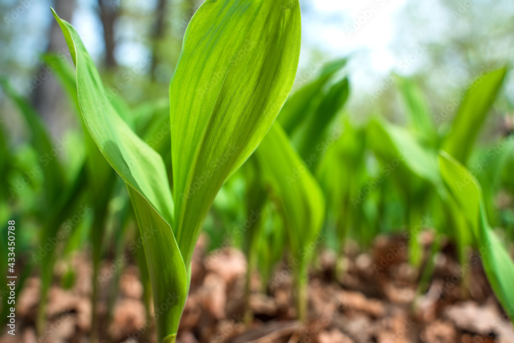 The first leaves of the spring flowers of lilies of the valley in the forest The first leaves of the spring flowers of lilies of the valley in the forest