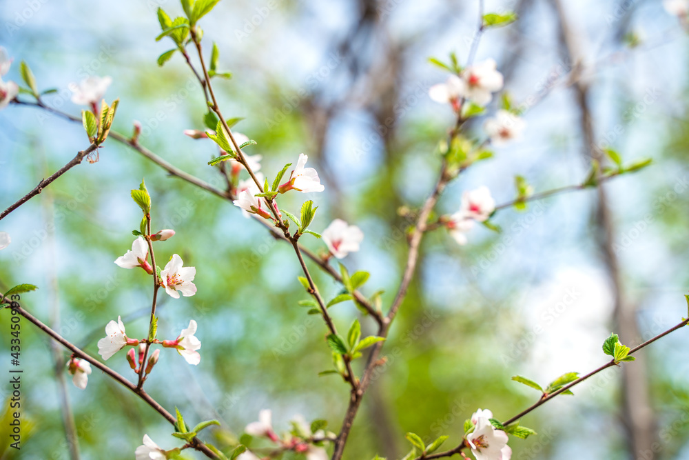 Tree branches with spring flowers. Cherry blossom or cherry blossom, beautiful natural background