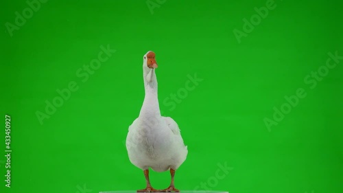 white kholmogory goose stands and flaps its wings on green screen, studio photo