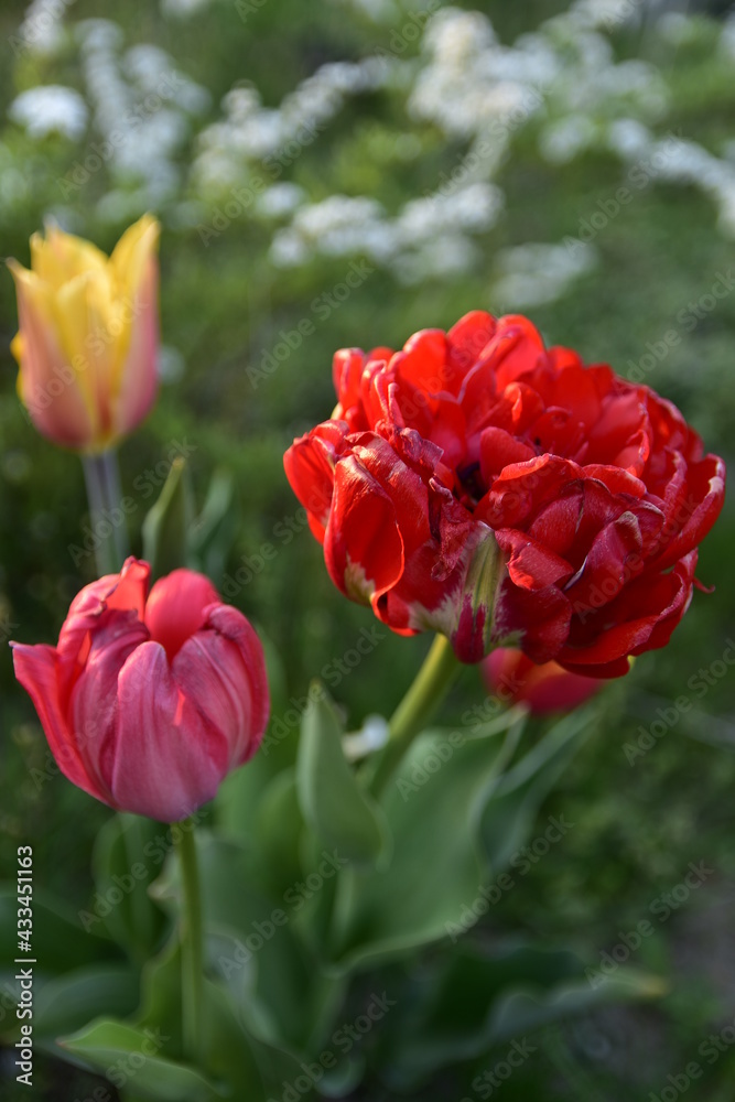 Beautiful blooming red and yellow tulips in the garden on a beautiful spring morning.