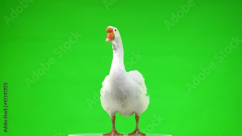 white kholmogory goose stands and flaps its wings on green screen, studio photo