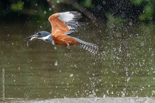 The ringed kingfisher (Megaceryle torquata)  photo