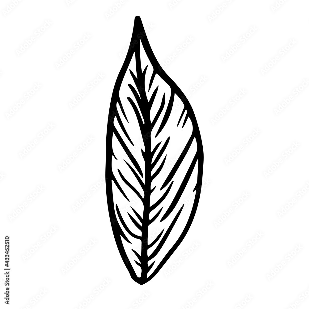 Doodle leaf on isolated white background. Forest leaves. Vector illustration.