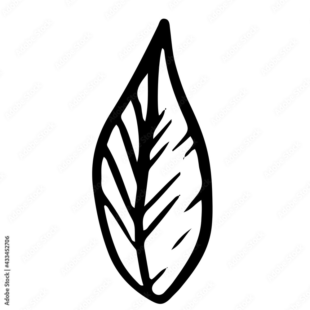 Doodle leaf on isolated white background. Forest leaves. Vector illustration. Doodle leaf on isolated white background. Forest leaves. Vector illustration.