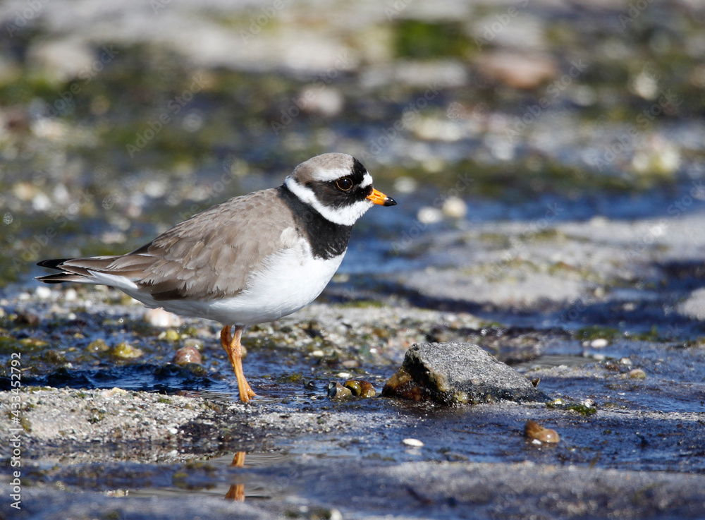 Ringed Plover Ringed Plover