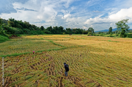 Traditional Farmer Harvesting rice in their farm under mountain in Nan, Thailand