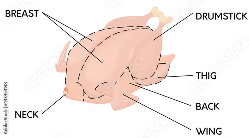 Cut of  pink raw chicken meat in cartoon style. Butcher scheme. Vector illustration
