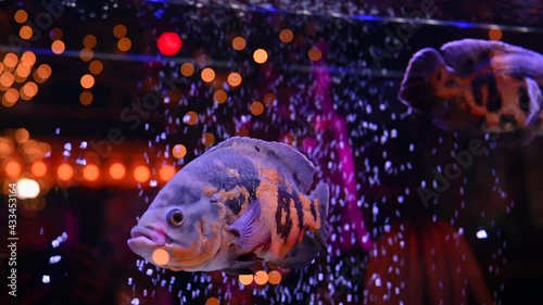 Colorful sea fish swim in an aquarium