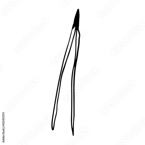 Doodle style spruce needle on isolated white background. Forest needles of coniferous trees. Vector illustration.