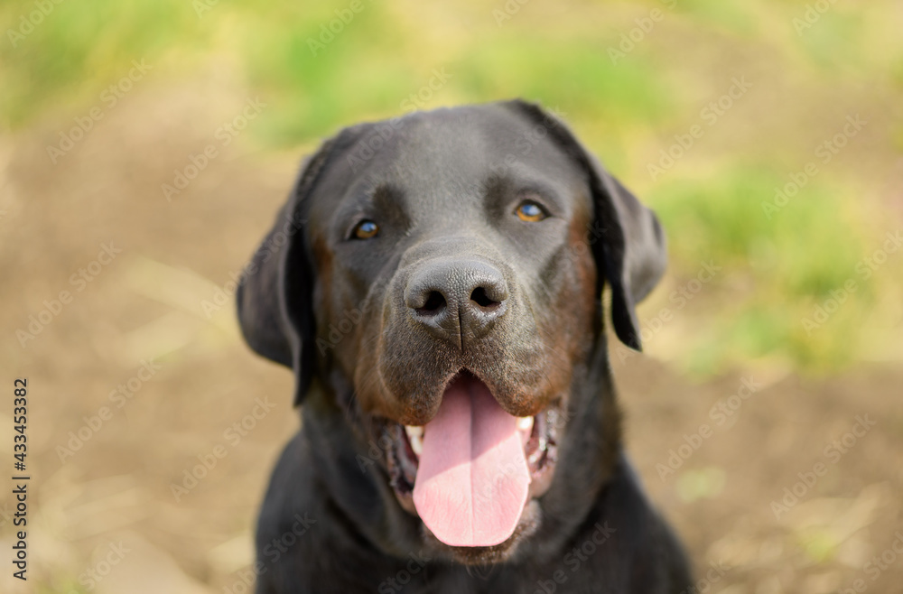 Happy black Labrador Retriever with its tongue out is outdoors. Close-up of a dog nose is on a blurred background.