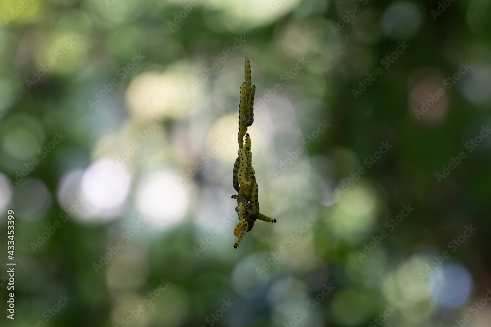 Fototapeta premium Pieris brassicae larvae