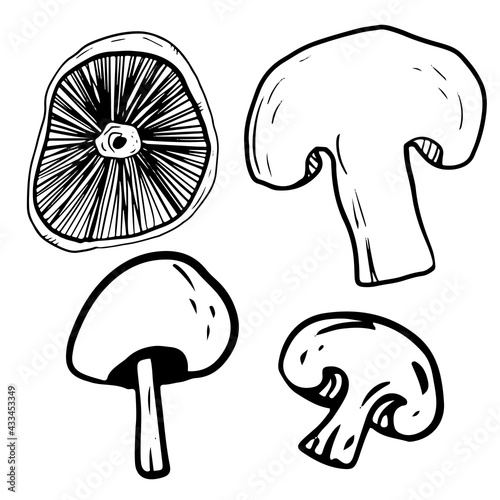 Mushroom champignons set in doodle style on isolated white background. Collection of forest edible and poisonous mushrooms. Vector illustration.