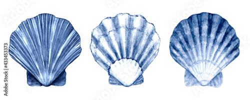 Fotografie Seashell set watercolor illustration