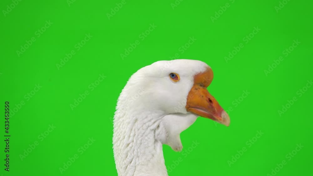 portrait white kholmogory goose on a green screen, studio portrait white kholmogory goose on a green screen, studio