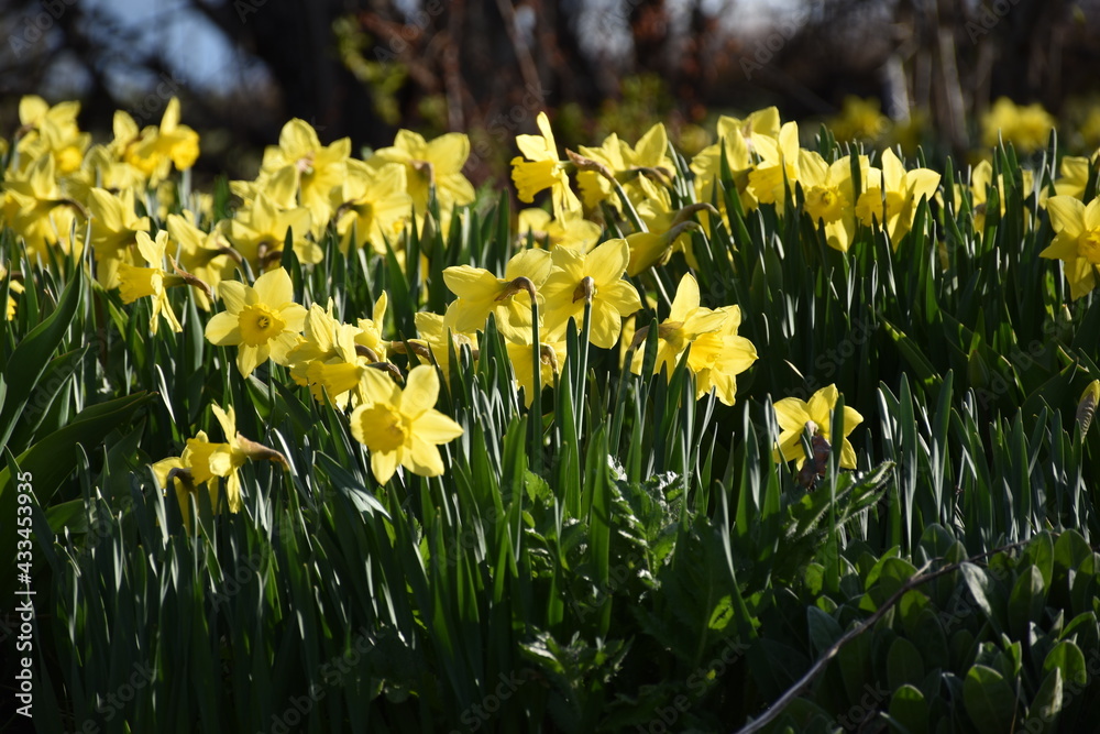 Fototapeta premium The first daffodils of spring