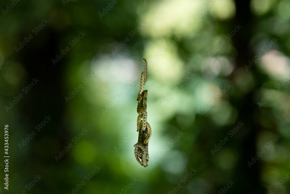 Pieris brassicae larvae