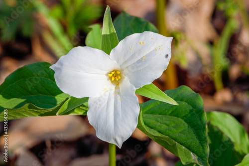 Close up of Trillium Grandiflorum, commonly known as great white trillium or wood lily blooming during spring. Selective focus, background and foreground blur. 
 photo