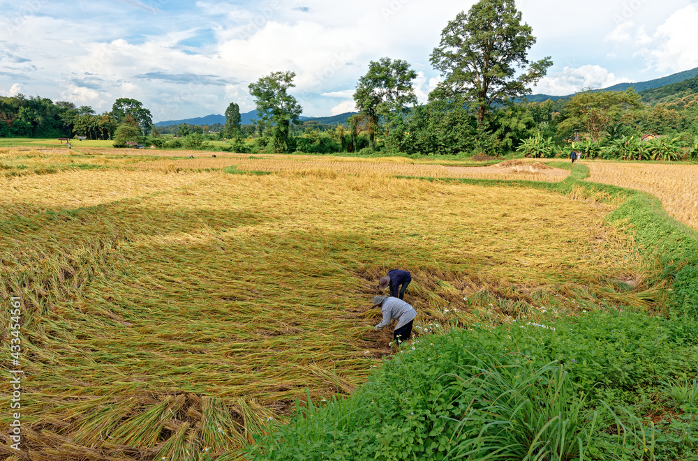Traditional Farmer Harvesting rice in their farm under mountain in Nan, Thailand Traditional Farmer Harvesting rice in their farm under mountain in Nan, Thailand