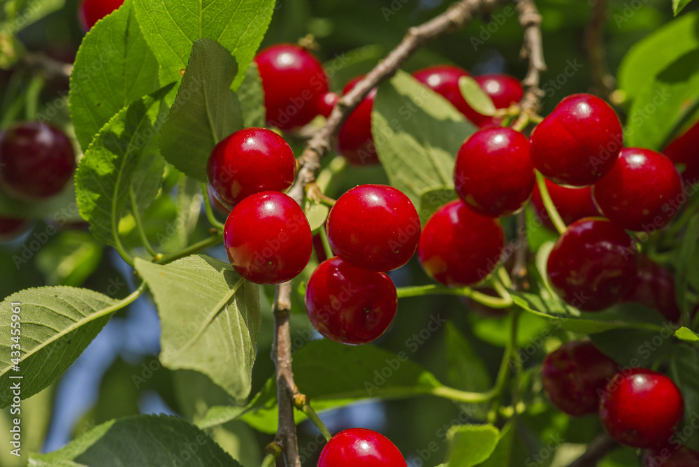 Red cherries on a branch