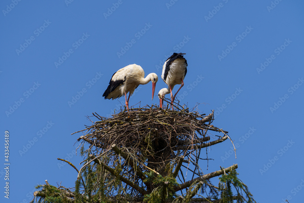 Storchenpaar beim Nestbau