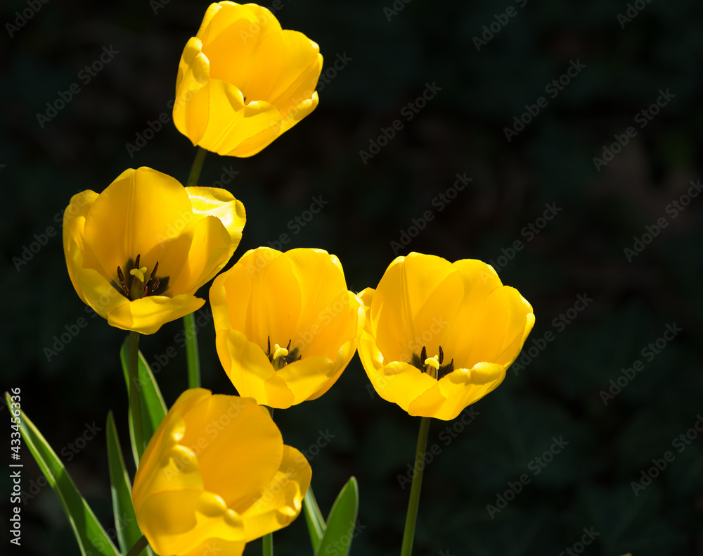 yellow tulips in directional sunlight on a black background yellow tulips in directional sunlight on a black background