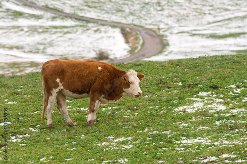 cow on landscape in Siusi Alps in Trentino Alto Adige in Italy photo