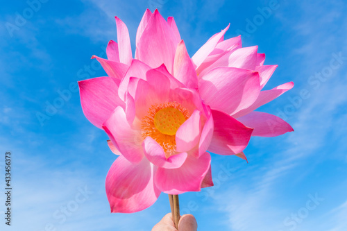 pink lotus flower in hand in the sky