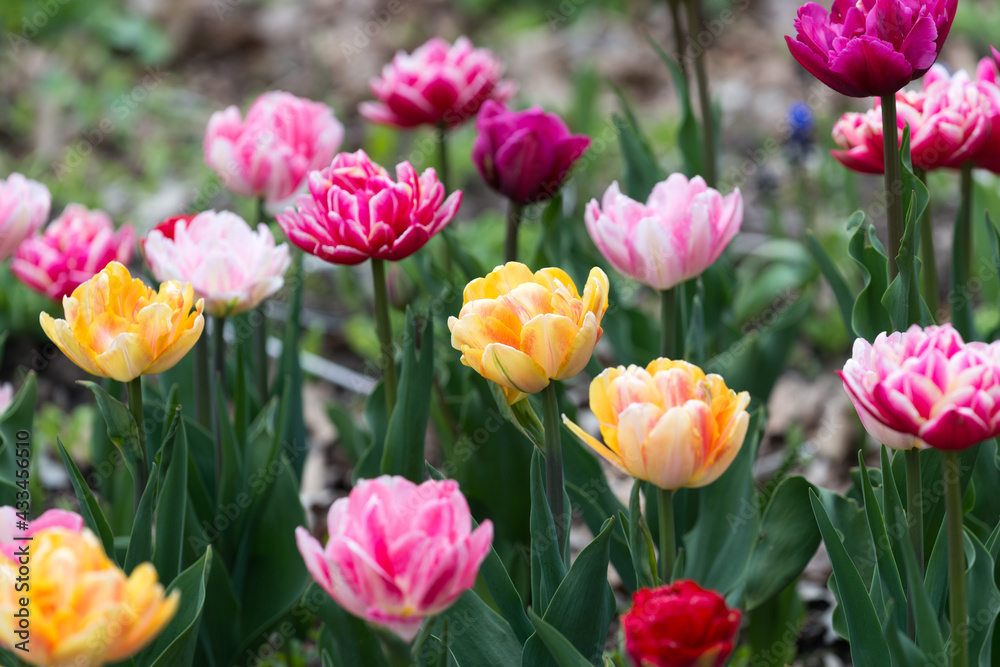 tulips (tulipa) double hybrids in full bloom in a garden patch under mainly cloudy skies (no hard or harsh shadows) mostly in deep and light pink, red, magenta, yellow, and red tulips (tulipa) double hybrids in full bloom in a garden patch under mainly cloudy skies (no hard or harsh shadows) mostly in deep and light pink, red, magenta, yellow, and red
