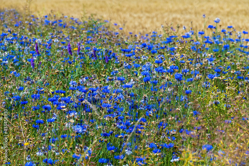 Blaue Kornblume, cyanus segetum, am Rande eines Getreide Feld