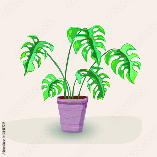 Monstera tropical plant in a pot. Indoor plant. Interior element.