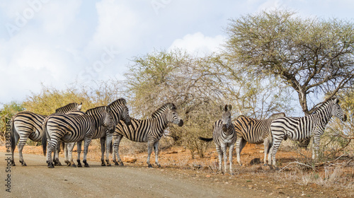 Family herd of zebra standing together in a road in Kruger National Park  South Africa with panorama view