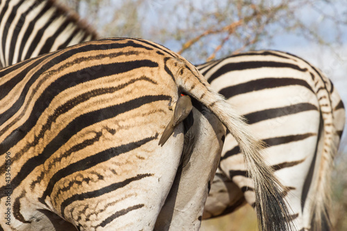 Tableau sur toile Red-billed oxpecker bird looking in zebra butt in Kruger National Park, South Af