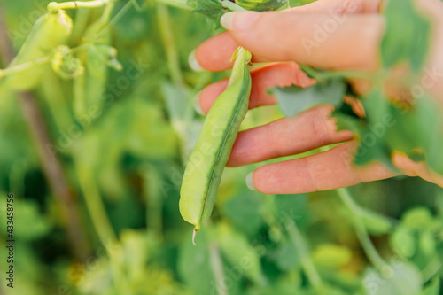Gardening and agriculture concept. Female farm worker hand harvesting green fresh ripe organic peas on branch in garden. Vegan vegetarian home grown food production. Woman picking pea pods.