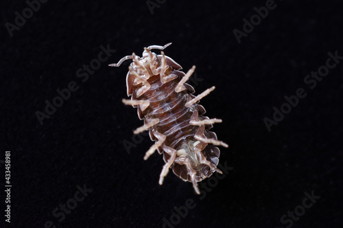 A  roly-poly is showing own abdomen and its background is black.