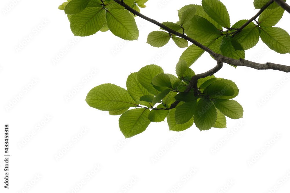 Green tree branch isolated on white background , nature background Green tree branch isolated on white background , nature background