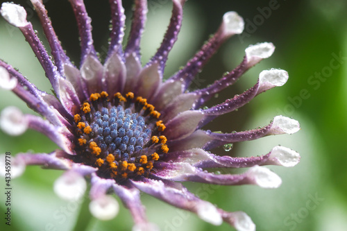 Unique African Daisy flower, Osteospermum 