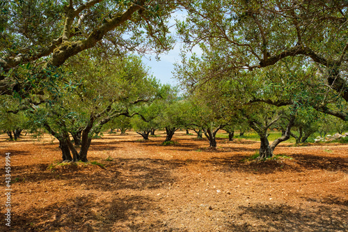 Olive trees Olea europaea in Crete, Greece for olive oil production