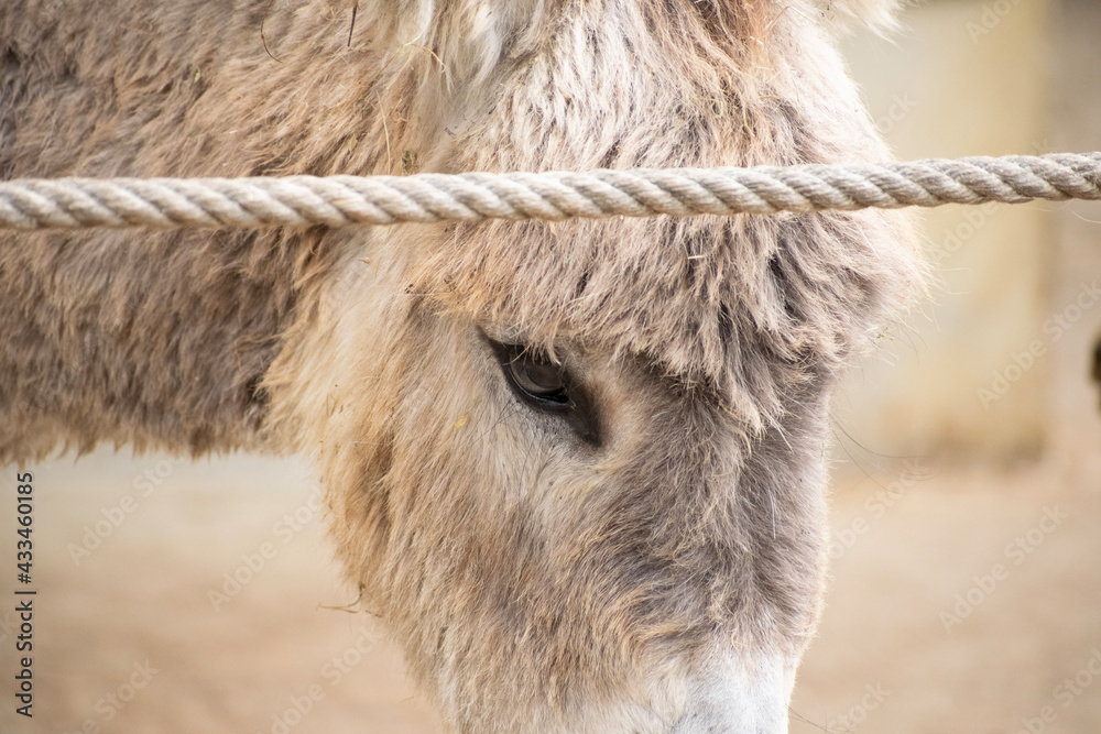 Fototapeta premium portrait of a donkey