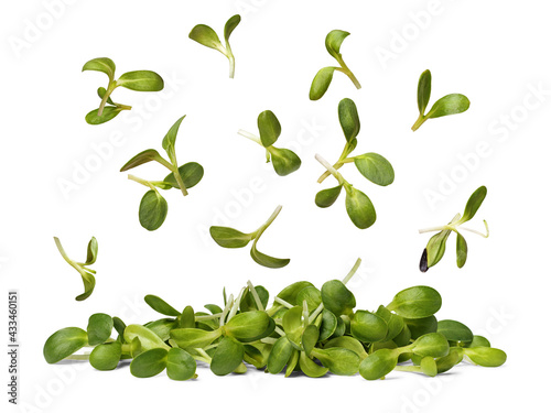 Flying sunflower sprouts over pile of microgreens isolated on white background. Vegetarian food. Raw sprouts. Healthy eating concept.