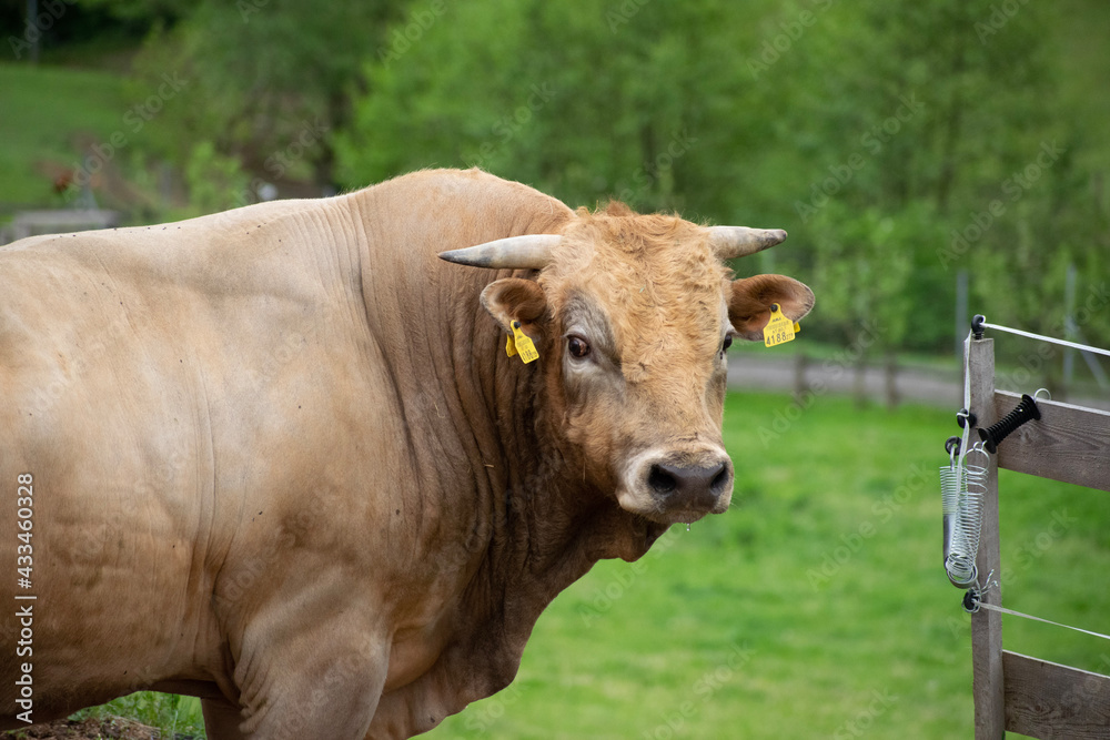 cow on a farm