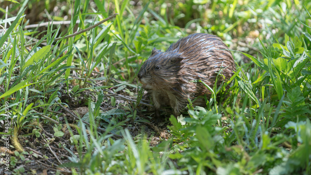 a muskrat emerges from a nearby pond in search of food
