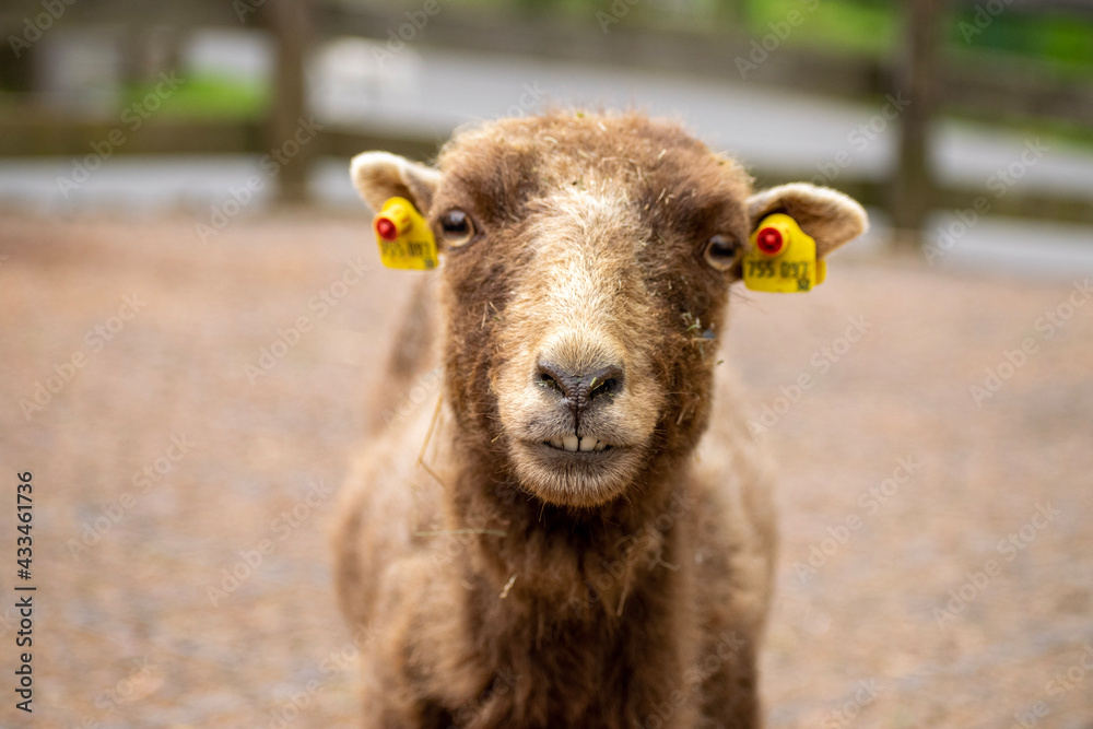 close up of a sheep in a field